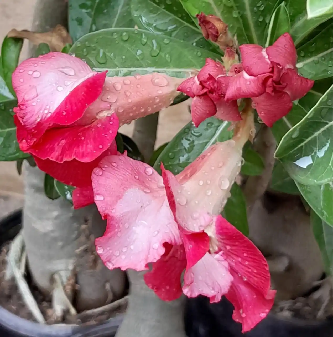 Image from Flowers @Eternity200815: Adenium...