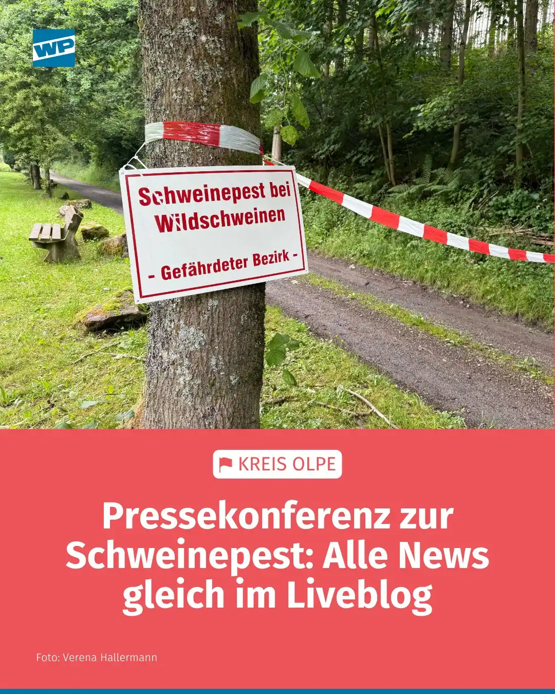 Image from Westfalenpost - wp.de/Kreis Olpe: *Afrikanische Schweinepest im Kreis Olpe: Die Pressekonferenz ab 11 Uh...