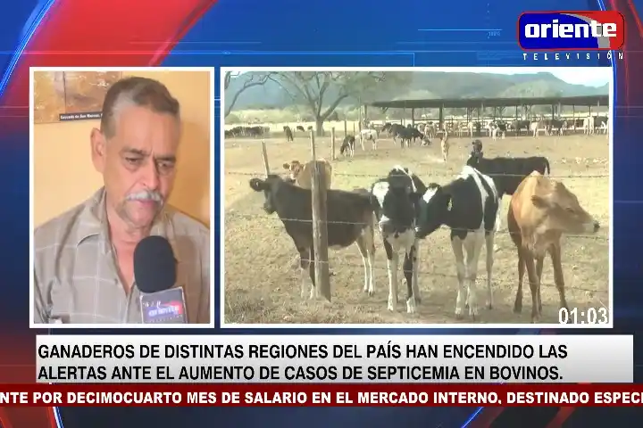 Image from Oriente Televisión Canal 28: EN VIVO: “Empezaron las lluvias y el ganado se vacuna a salidas del in...