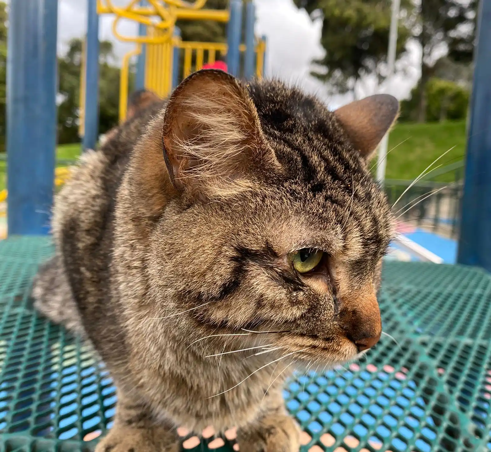 Image from IHaveNath: Hoy he tomado la decisión de irme de todo un tiempo. Mi gato ha fallec...