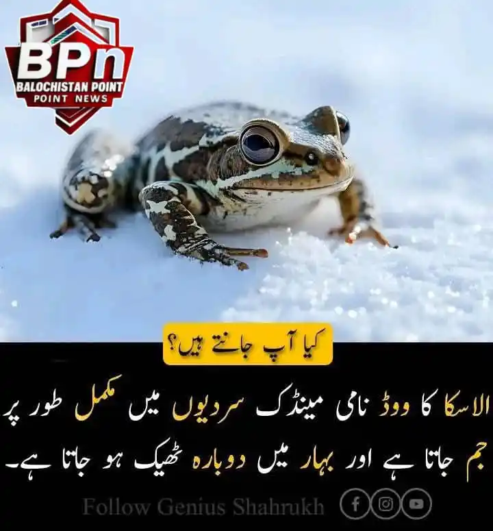 Image from Balochistan Point News📡: *قدرت میں ایسی بے شمار مخلوقات پائی جاتی ہیں جو اپنے حیرت انگیز نظامِ ...