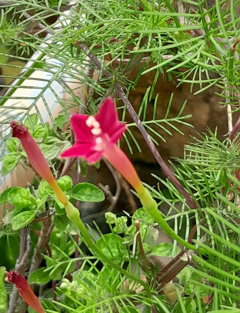Image from Flowers @Eternity200815: Kunjalota or Cypress vine...
