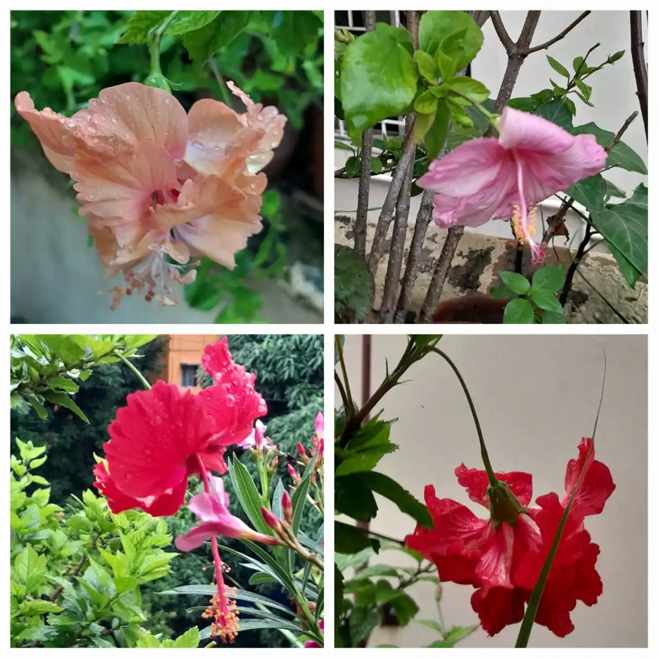 Image from Flowers @Eternity200815: Part of our rooftop garden 10...