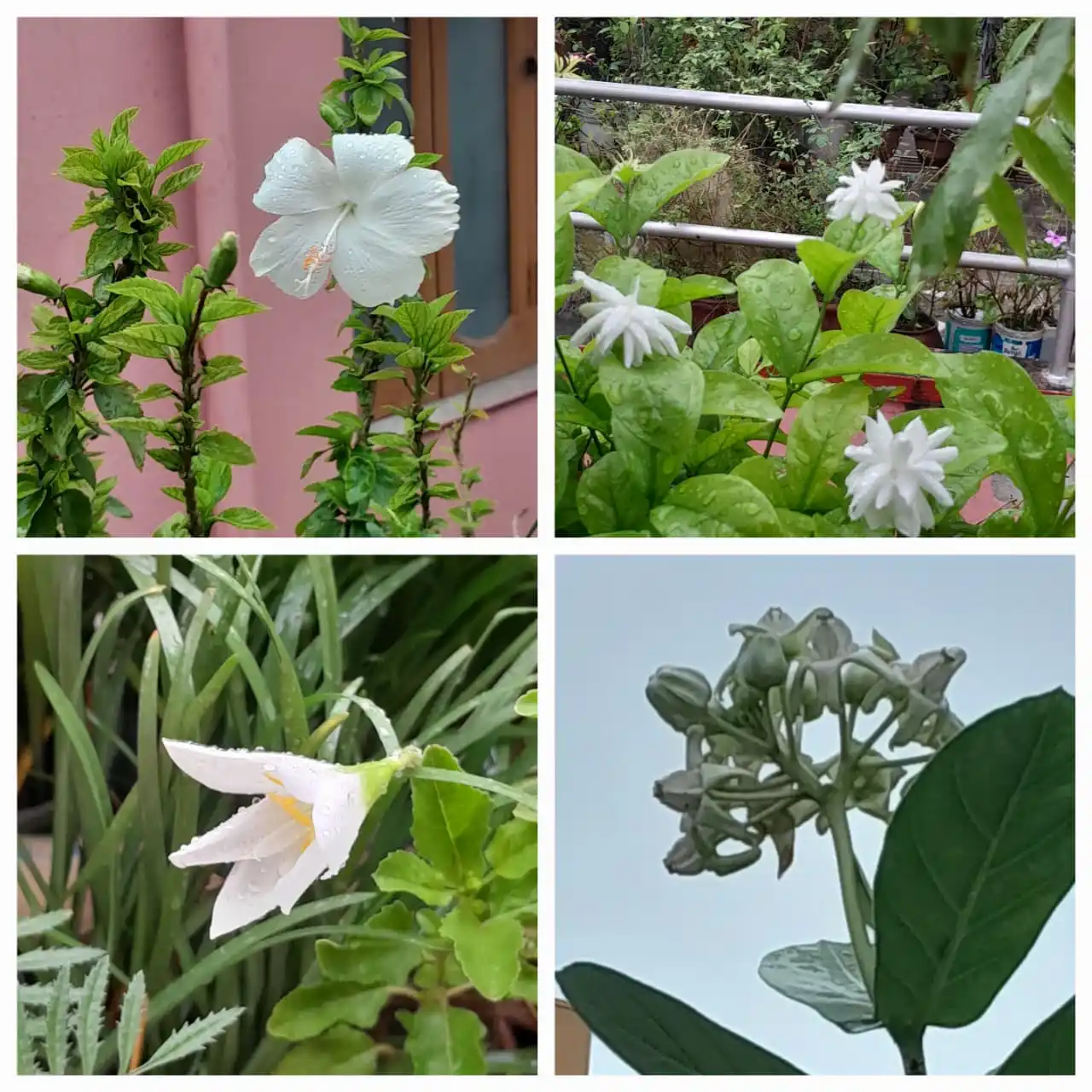 Image from Flowers @Eternity200815: Part of our rooftop garden 11...