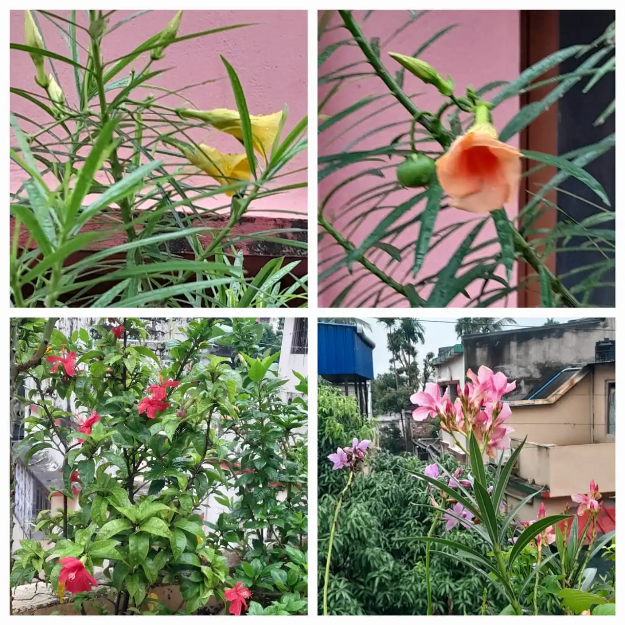 Image from Flowers @Eternity200815: Part of our rooftop garden 12...