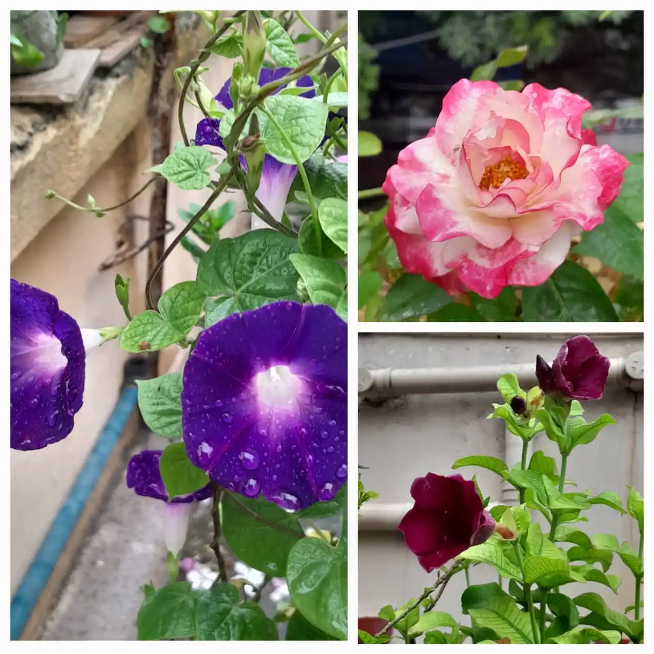 Image from Flowers @Eternity200815: Part of our rooftop garden 13...