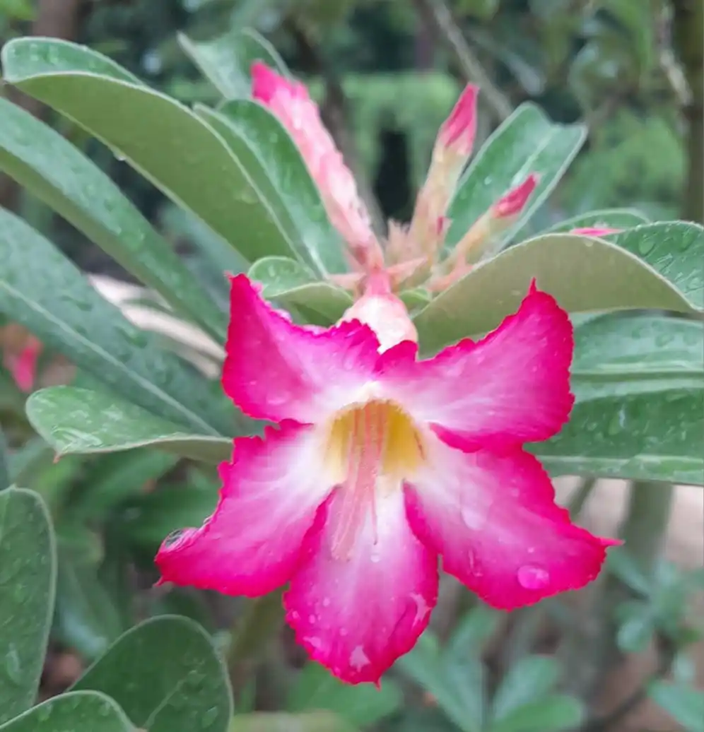 Image from Flowers @Eternity200815: Part of our rooftop garden 5...