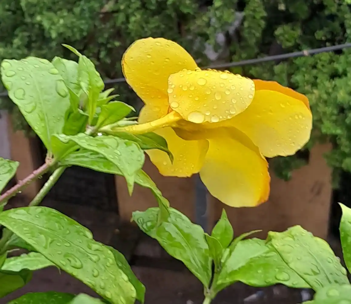 Image from Flowers @Eternity200815: Part of our rooftop garden 7...
