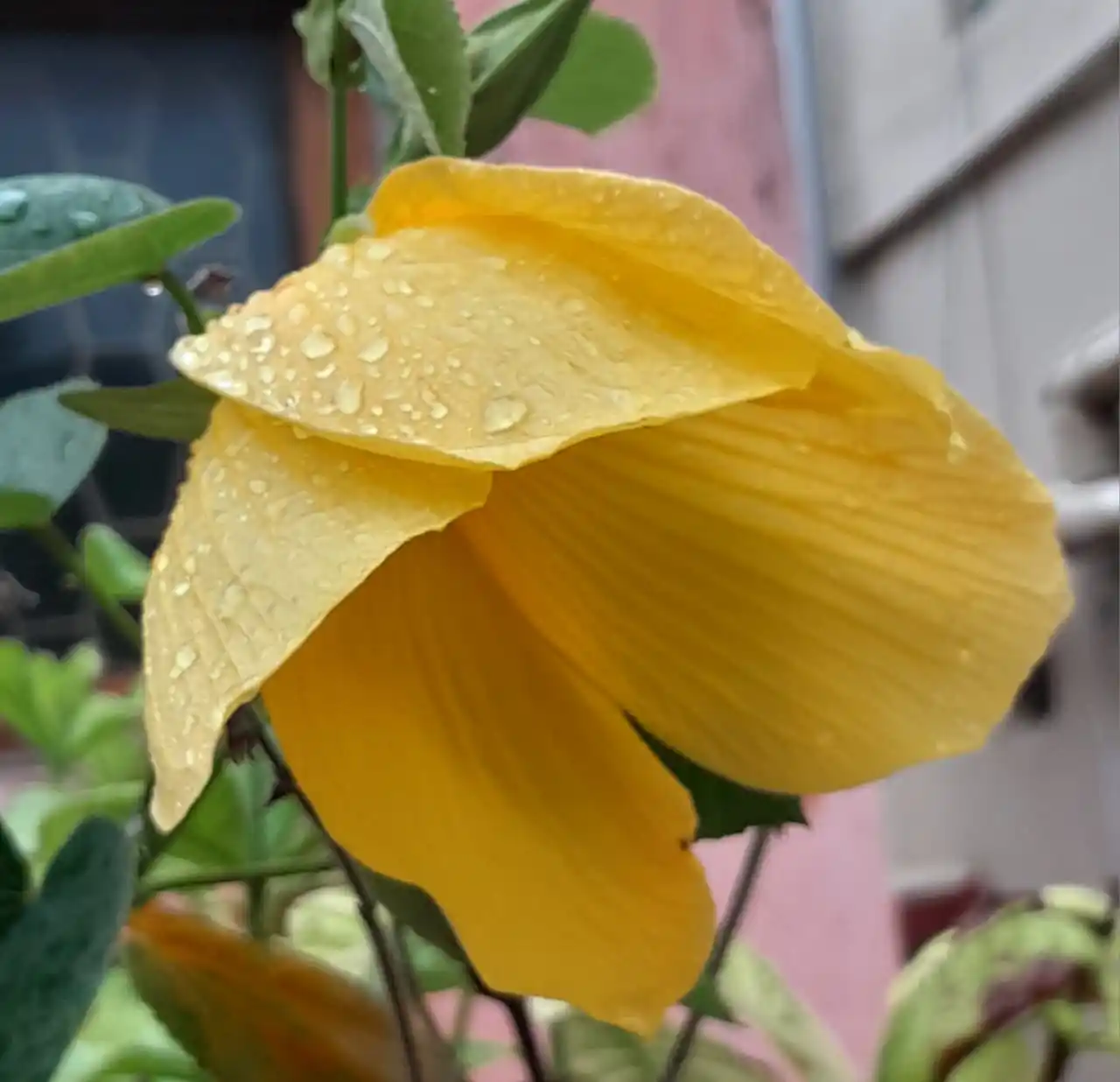 Image from Flowers @Eternity200815: Part of our rooftop garden 9...