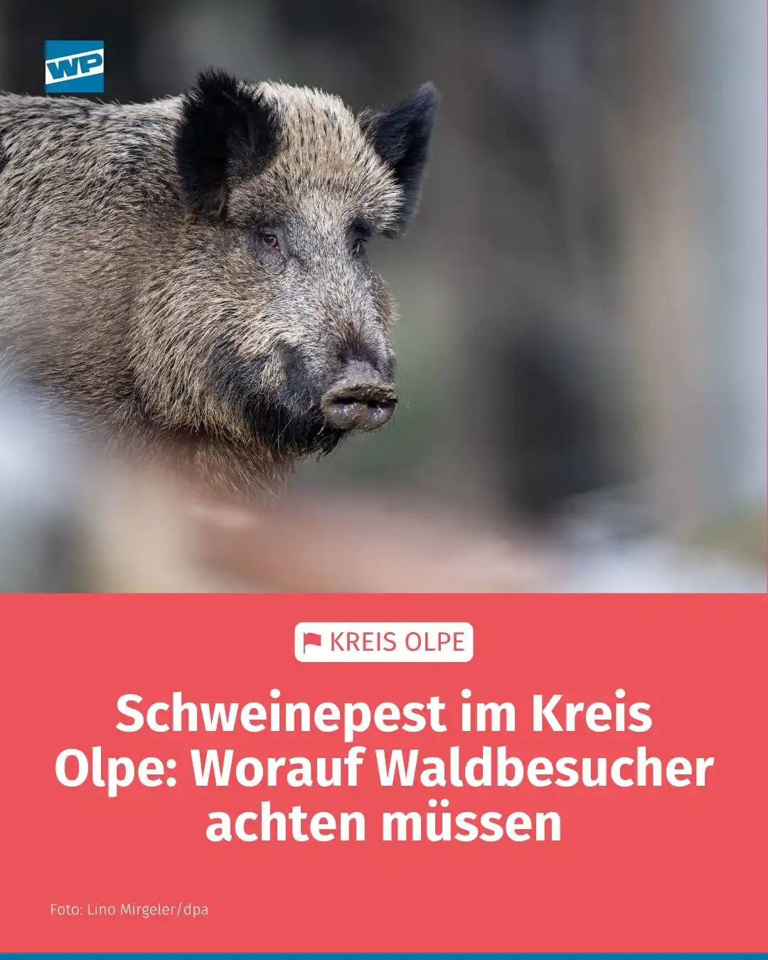Image from Westfalenpost - wp.de/Kreis Olpe: *Schweinepest im Kreis Olpe: Das müssen Waldbesucher jetzt wissen* ➡️ ...