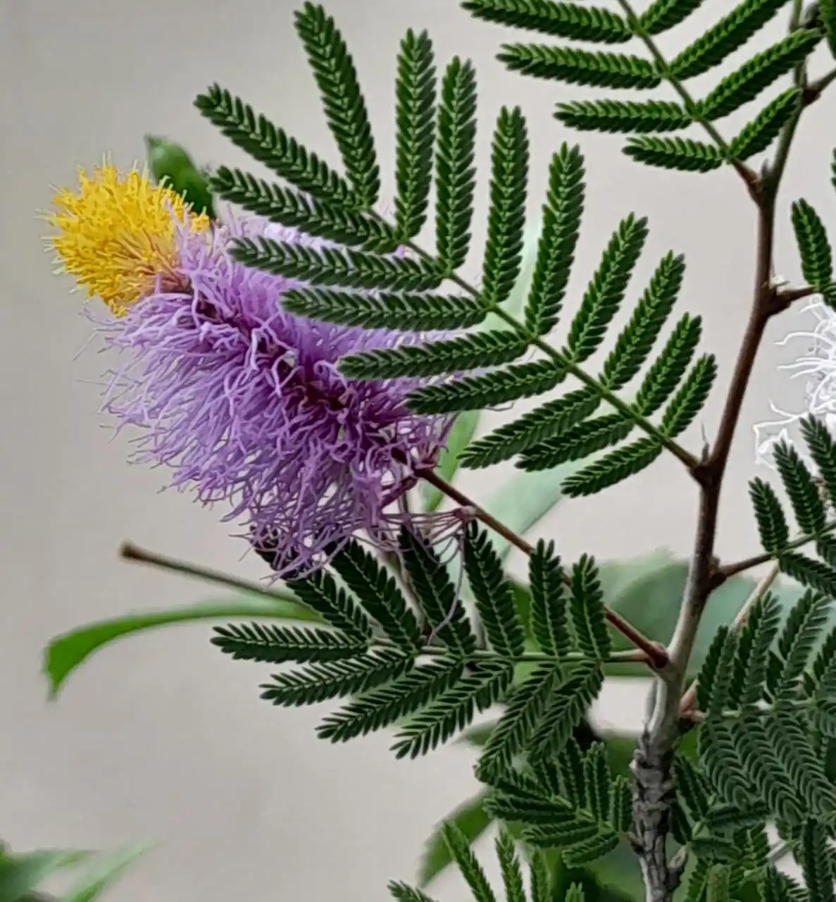 Image from Flowers @Eternity200815: Shami...