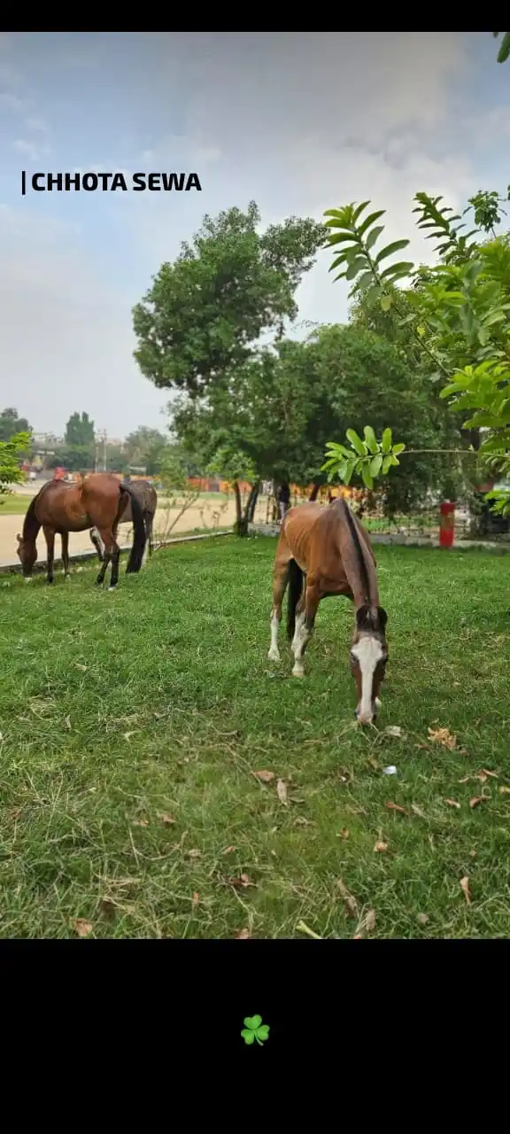 Chhota Sewa Foundation post