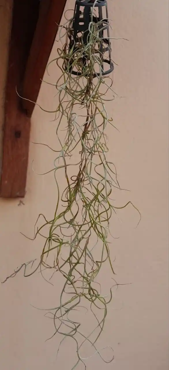 Image from Flowers @Eternity200815: Spanish Moss...