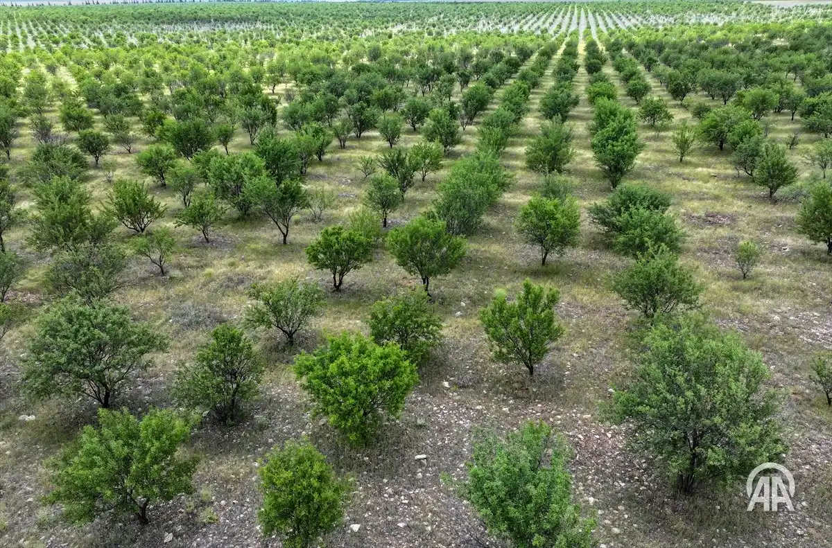 Image from AA Yeşilhat: 🌳Tarım İşletmeleri Genel Müdürlüğüne bağlı Gözlü Tarım İşletmesi'nde ...