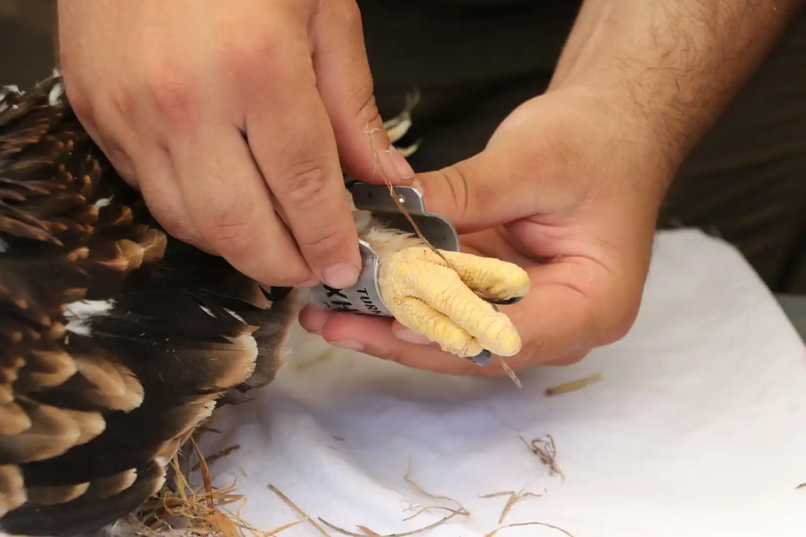 Image from AA Yeşilhat: 🦅Tekirdağ'da nesli tükenme tehlikesi altındaki şah kartal ve leylek y...