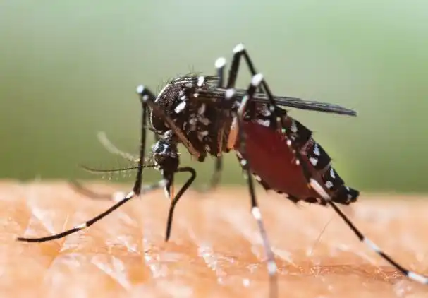 Image from Galdakaoko Udala: 🦟 *Tigre eltxoaren agerpena eta ziztada prebenitzeko neurriak kontuan...