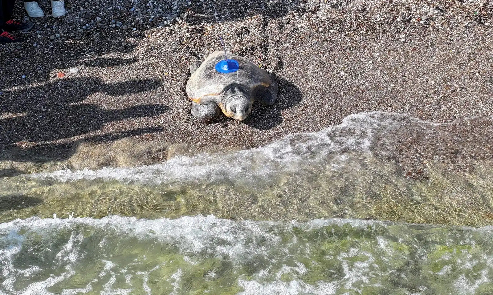 Image from AA Yeşilhat: ❝Uydu cihazıyla caretta carettaların kışlama ve beslenme alanları ile ...