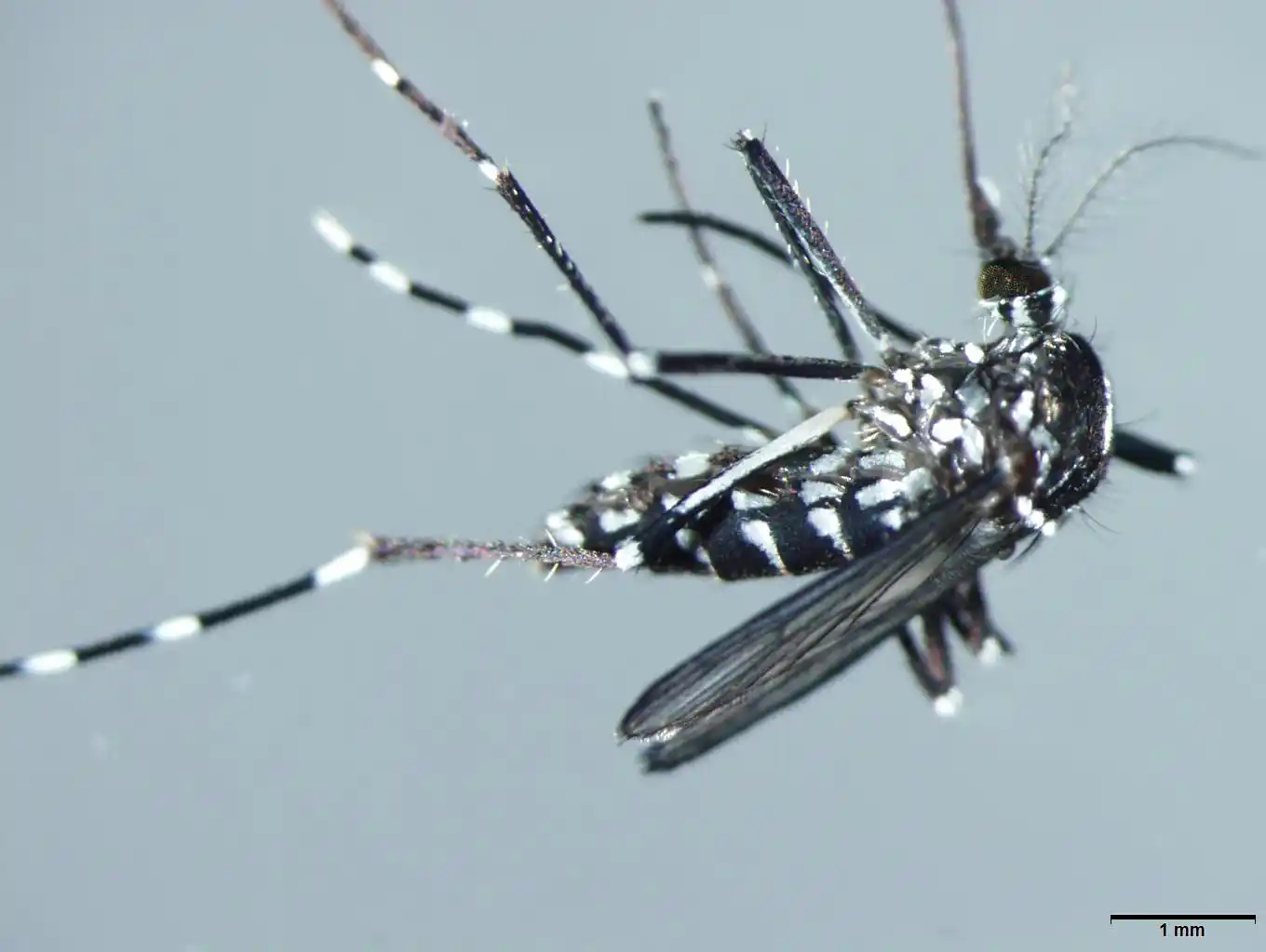 Image from AA Yeşilhat: ❝Zika, dang humması, Batı Nil, Chikungunya gibi bunların aktif vektörl...