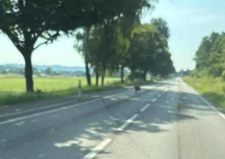 Image from Blaulichtreport Saarland: ACHTUNG! Freilaufender Hund auf der Fahrbahn! Auf der L170 zwischen Fr...