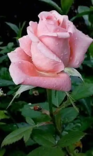 Image from ليَطْمَئِنَّ قَلْبِي🌷🤍.: المسافات بين البشر ليست مقترنة بالحدود.. المسافات الحقيقية بيننا هي مس...