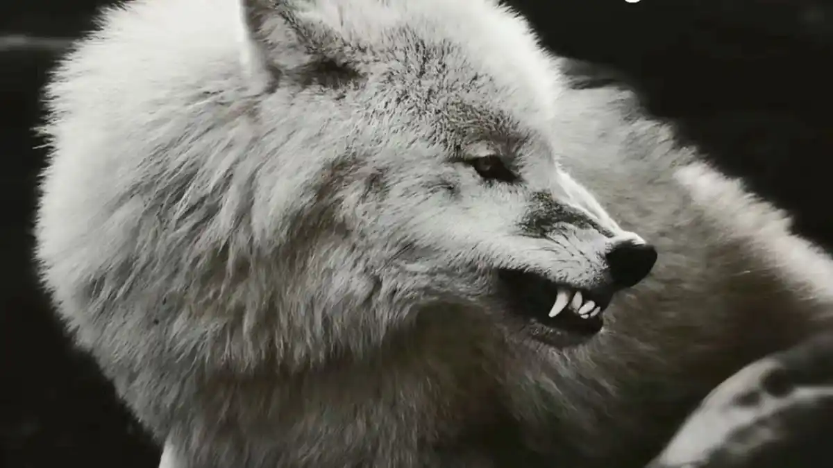 Autismood🦈✩ post