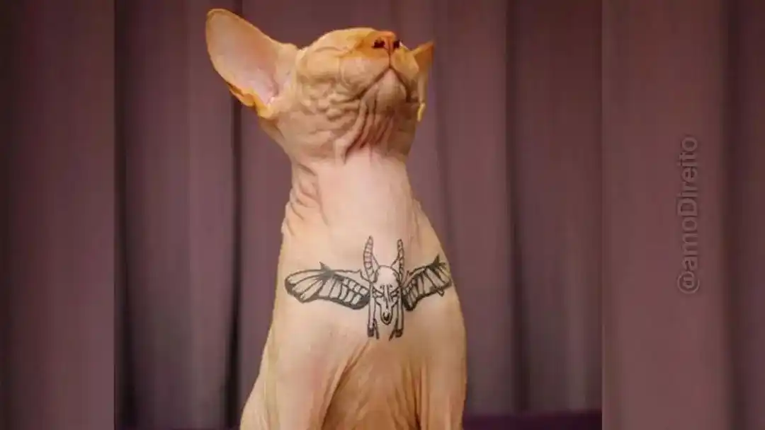 Image from amo Direito: *Governo publica lei que criminaliza tatuagens e piercings em cães e g...