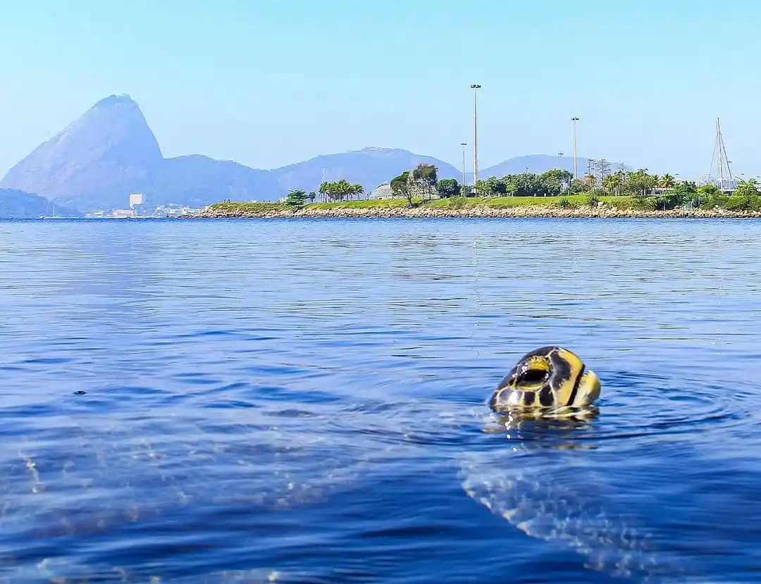Image from Centro de Operações e Resiliência (COR-Rio): *RIO SEGUE COM O TEMPO ESTÁVEL E SEM CHUVA NESTA QUARTA-FEIRA (18/06)*...