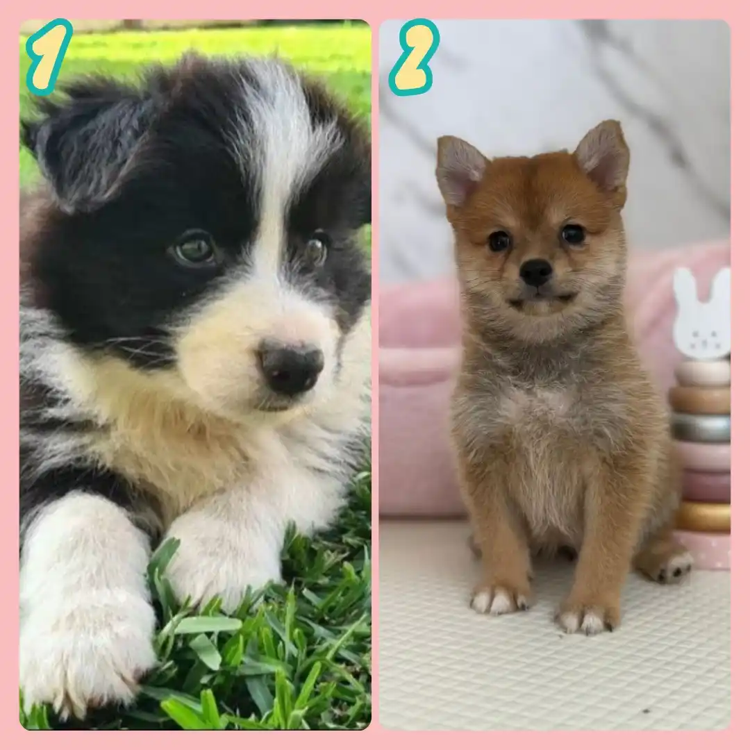Image from Puppy Singapore: *View All Pups* 👇 https://availablepuppies.spread.name/  *WhatsApp Us...