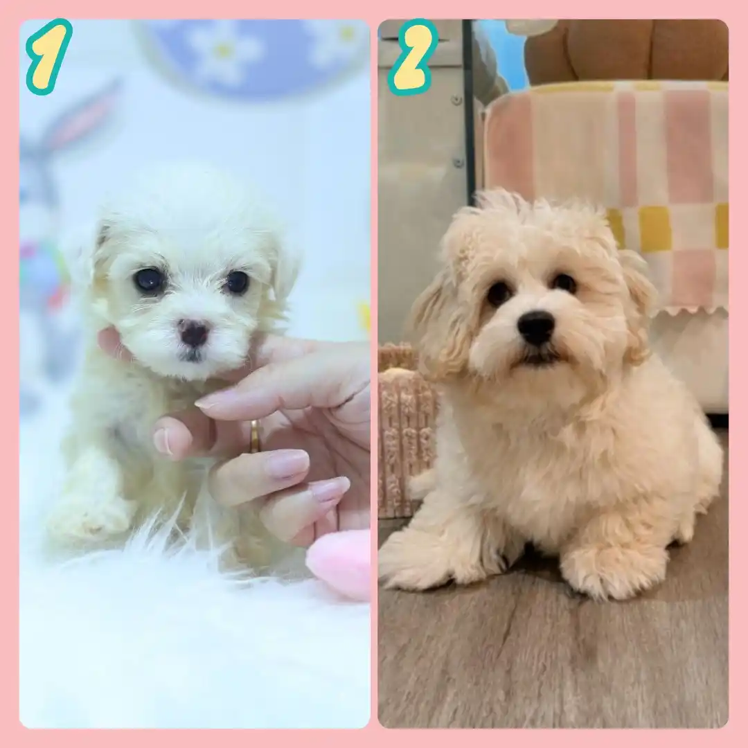 Image from Puppy Singapore: *View All Pups* 👇 https://availablepuppies.spread.name/ *WhatsApp Us...