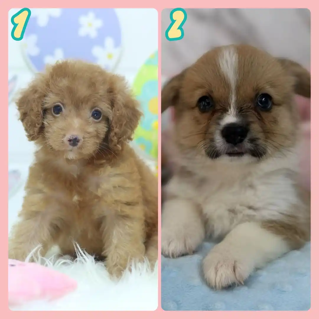 Puppy Singapore post