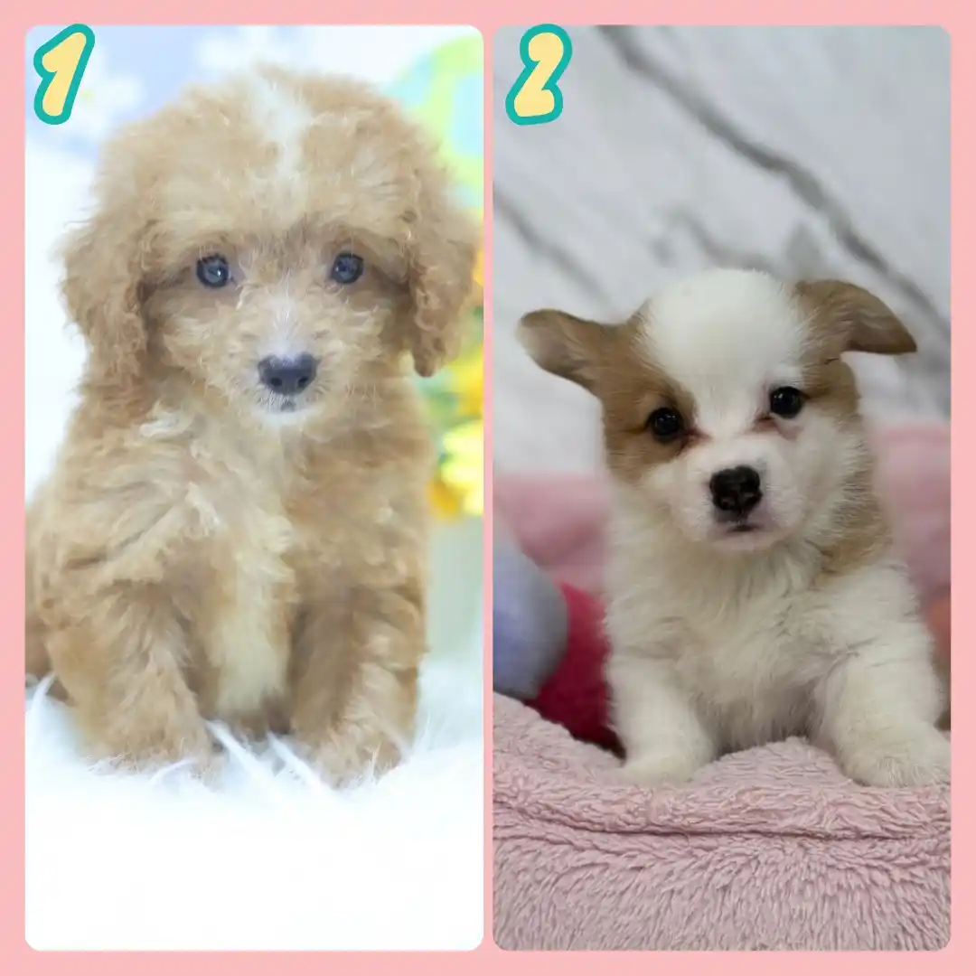 Image from Puppy Singapore: *View All Pups* 👇 https://availablepuppies.spread.name/ *WhatsApp Us...