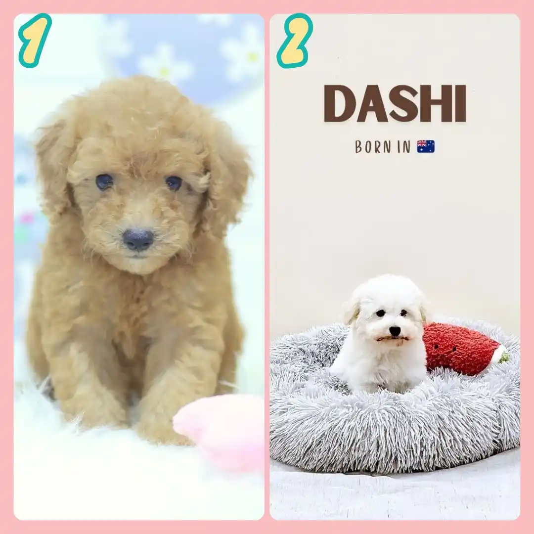 Image from Puppy Singapore: *View All Pups* 👇 https://availablepuppies.spread.name/ *WhatsApp Us...