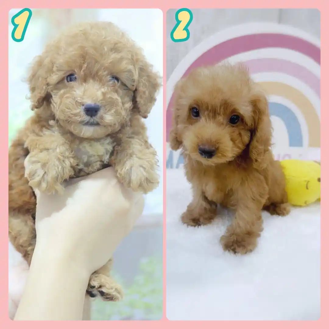 Puppy Singapore post