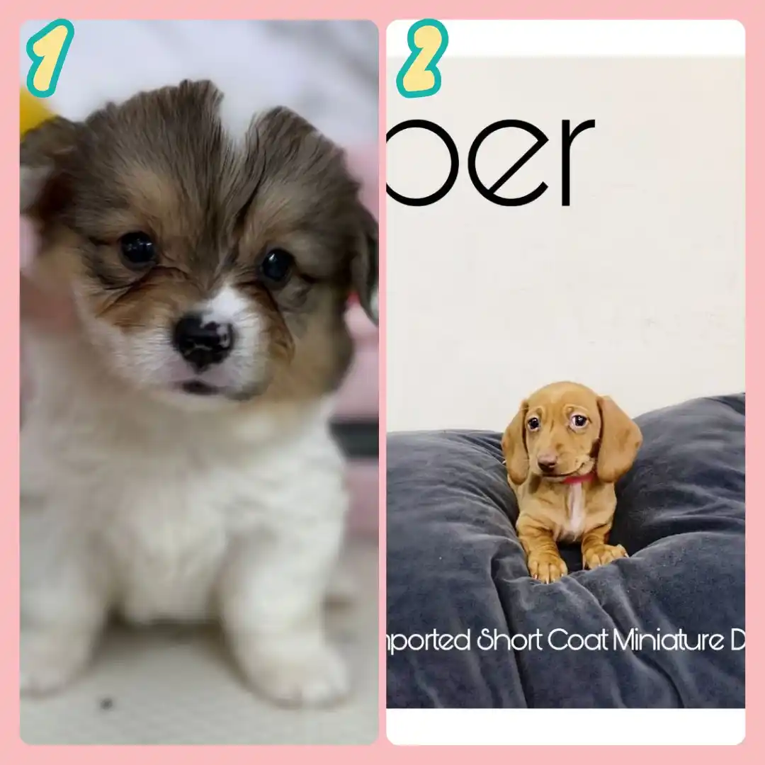 Image from Puppy Singapore: *View All Pups* 👇 https://availablepuppies.spread.name/ *WhatsApp Us...