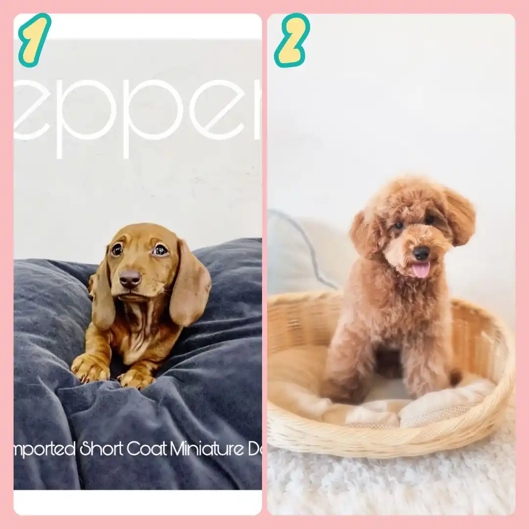 Image from Puppy Singapore: *View All Pups* 👇 https://availablepuppies.spread.name/ *WhatsApp Us...