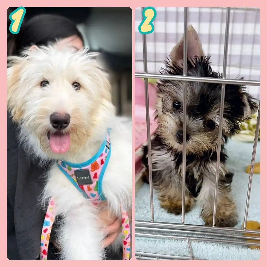 Puppy Singapore post