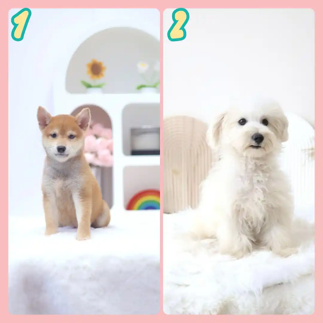 Image from Puppy Singapore: *View All Pups* 👇 https://availablepuppies.spread.name/ *WhatsApp Us...