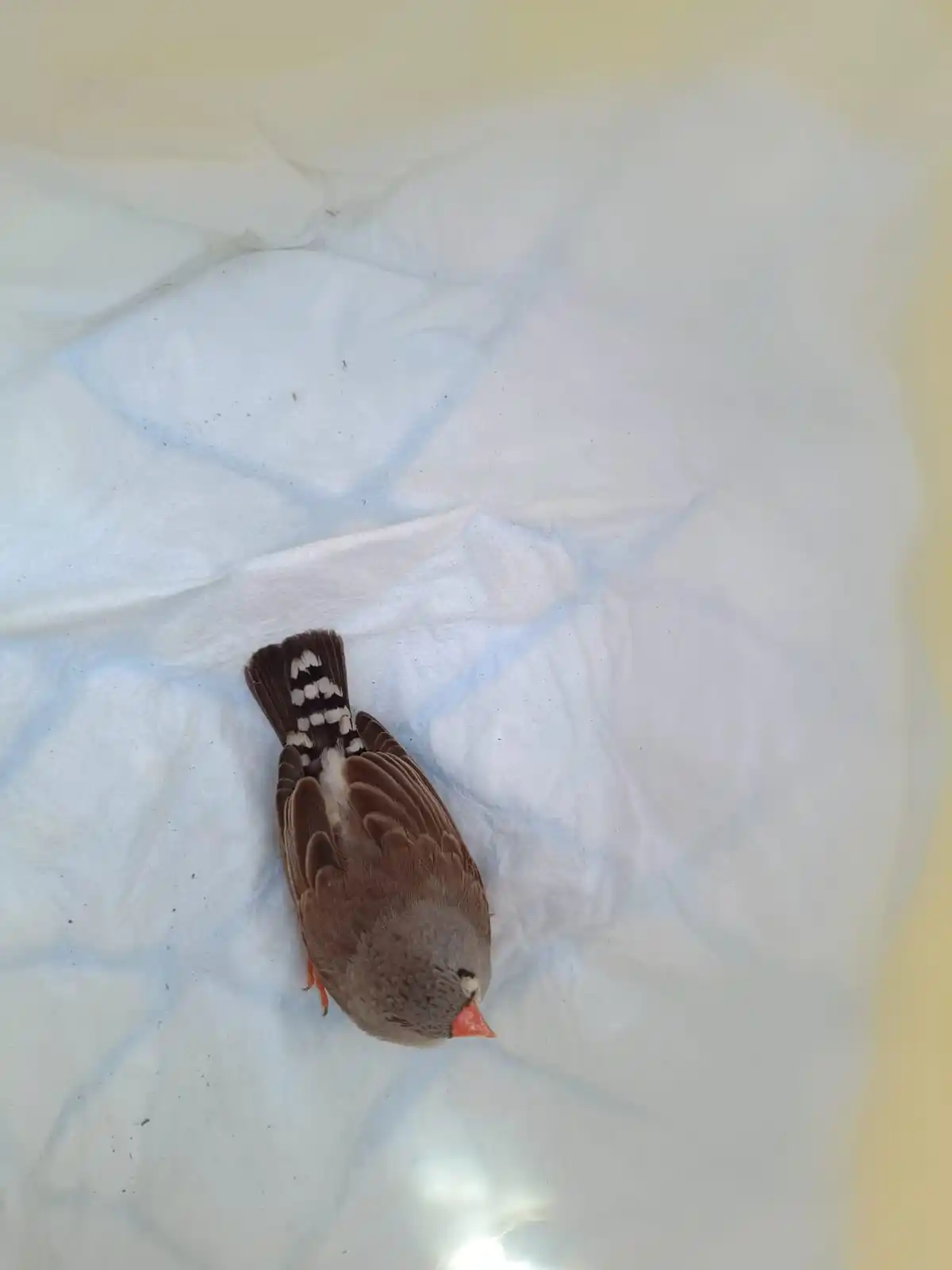 Image from Tierrettung Untermain News: 🚨 Eben standen drei Jungs vor der Haustür von einem  Teammitglied und...
