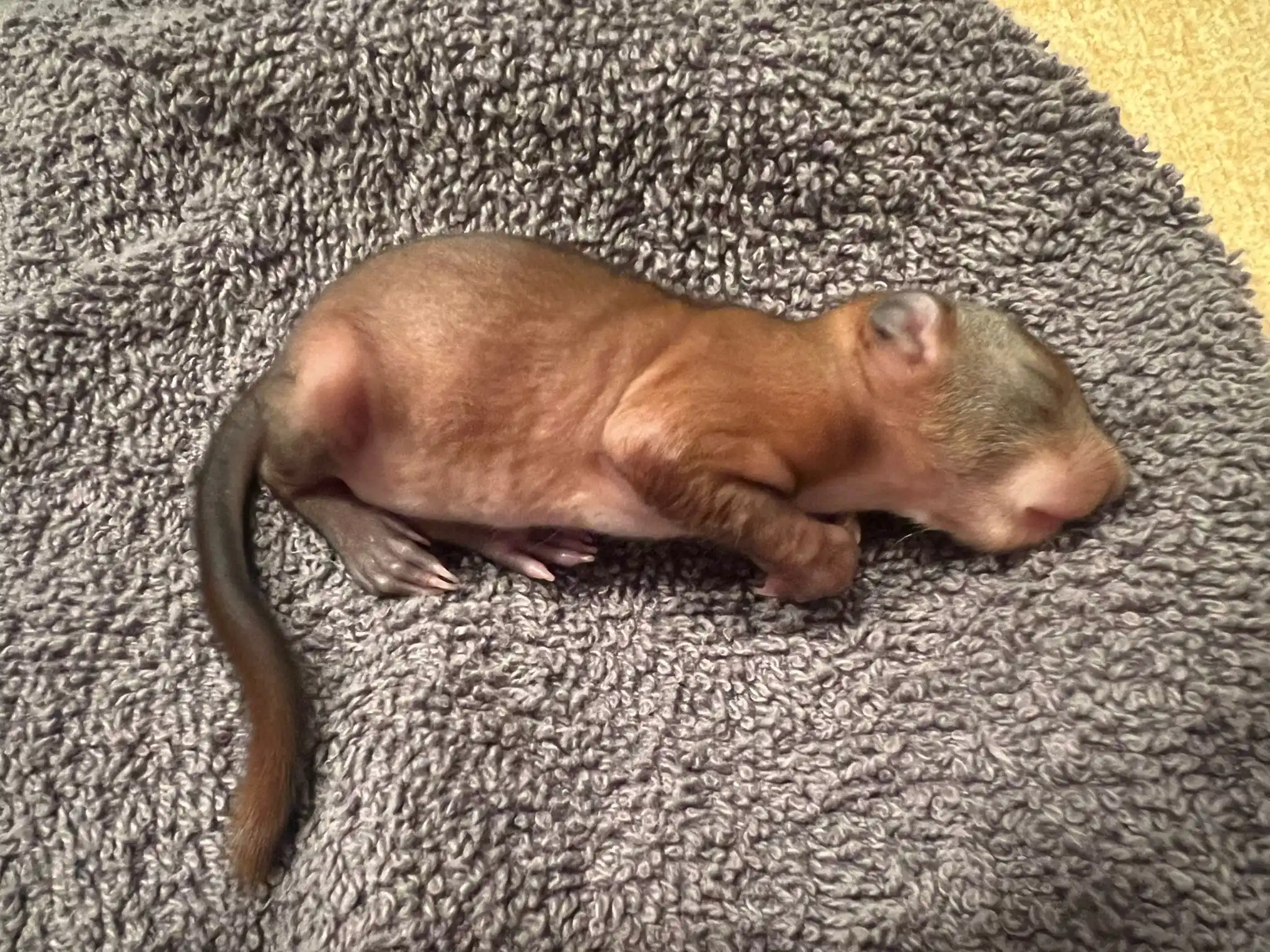 Image from Tierrettung Untermain News: 🆘❌ Eichhörnchenbaby, Kleinostheim: In Kleinostheim ist ein kleines E...