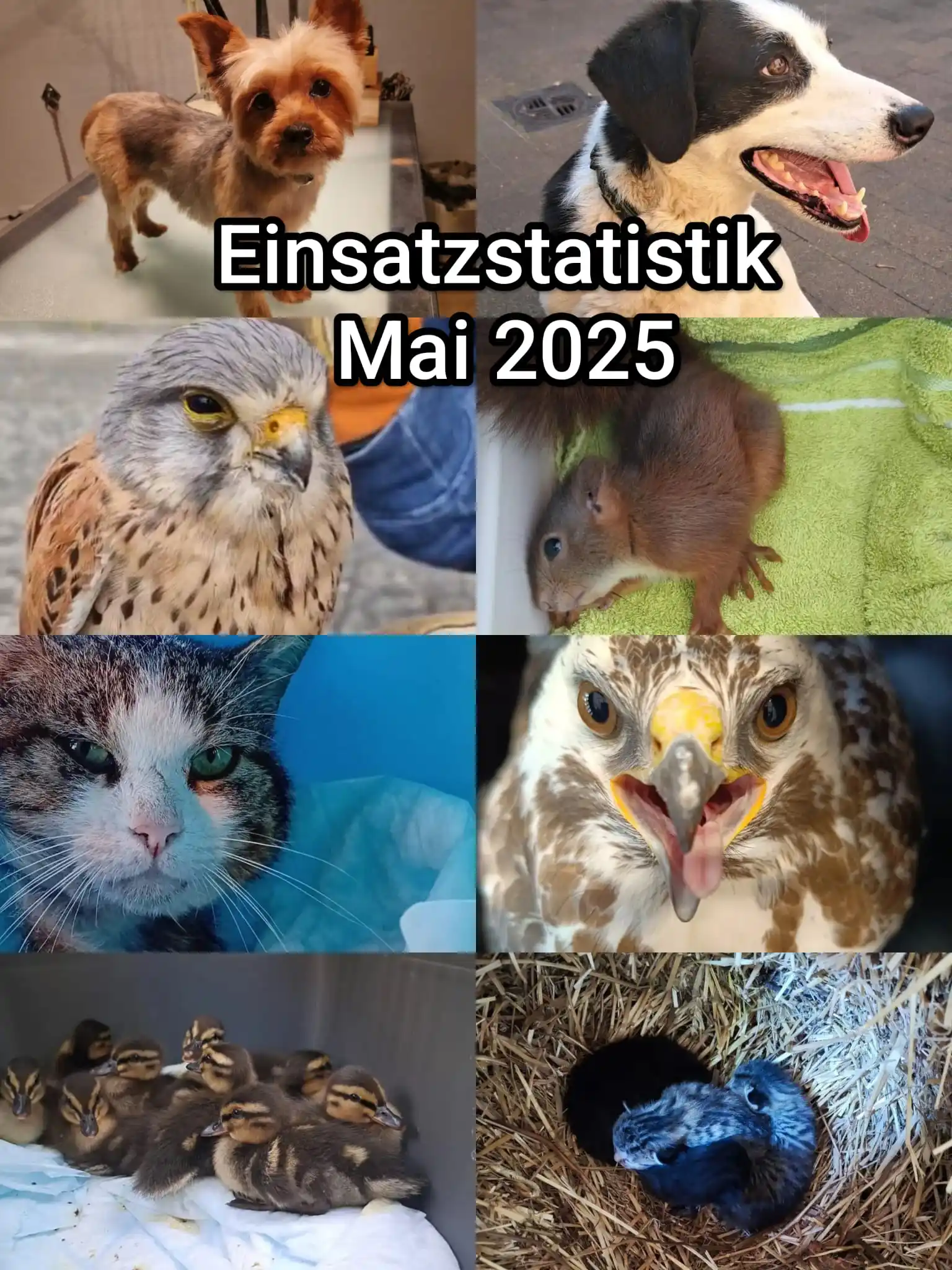 Image from Tierrettung Untermain News: 🚨Einsatzstatistik Mai 2025 ⛑️Einsätze im Mai insgesamt: 6️⃣6️⃣ Wild...