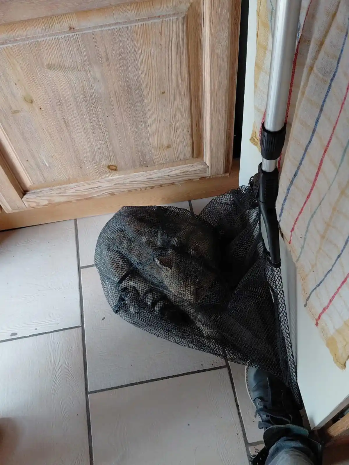 Image from Tierrettung Untermain News: 🆘❌ Hilfe bei Sicherung einer verletzten Katze: Wir wurden zu einem ...