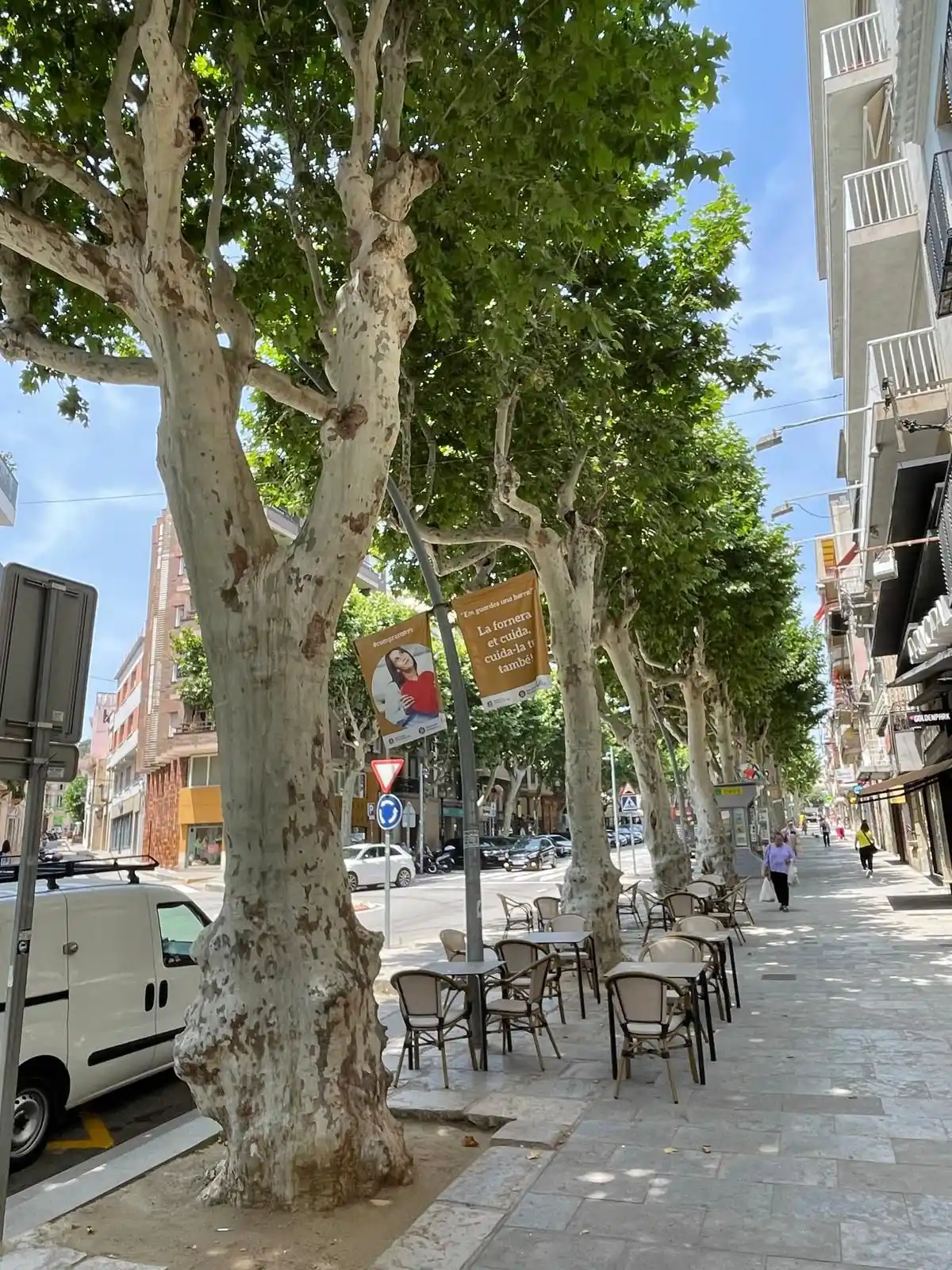 Image from Ajuntament Arenys de Mar: ℹ️ Per mantenir la salut del nostre arbrat, els pròxims dies es realit...