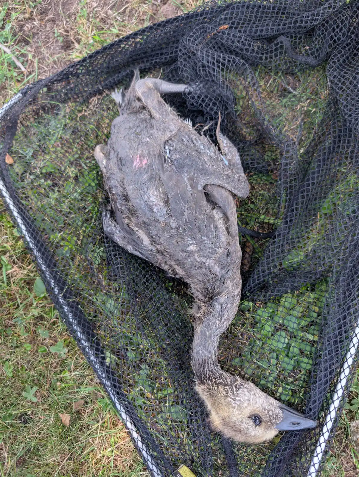 Image from Tierrettung Untermain News: 🆘❌ Jungschwan in Not, Trennfurt: Beim Aqua Camping wurde uns ein Jun...