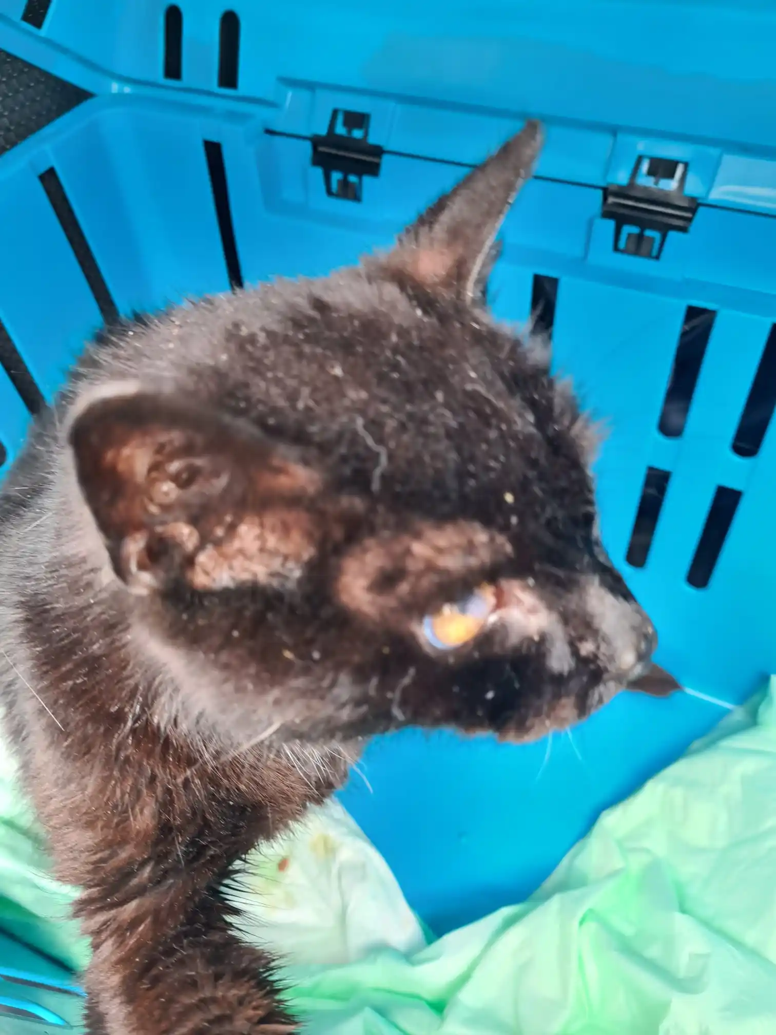 Image from Tierrettung Untermain News: 🆘❌ Katze in schlechtem Zustand, Grünmorsbach: Der Melderin ist bei ...