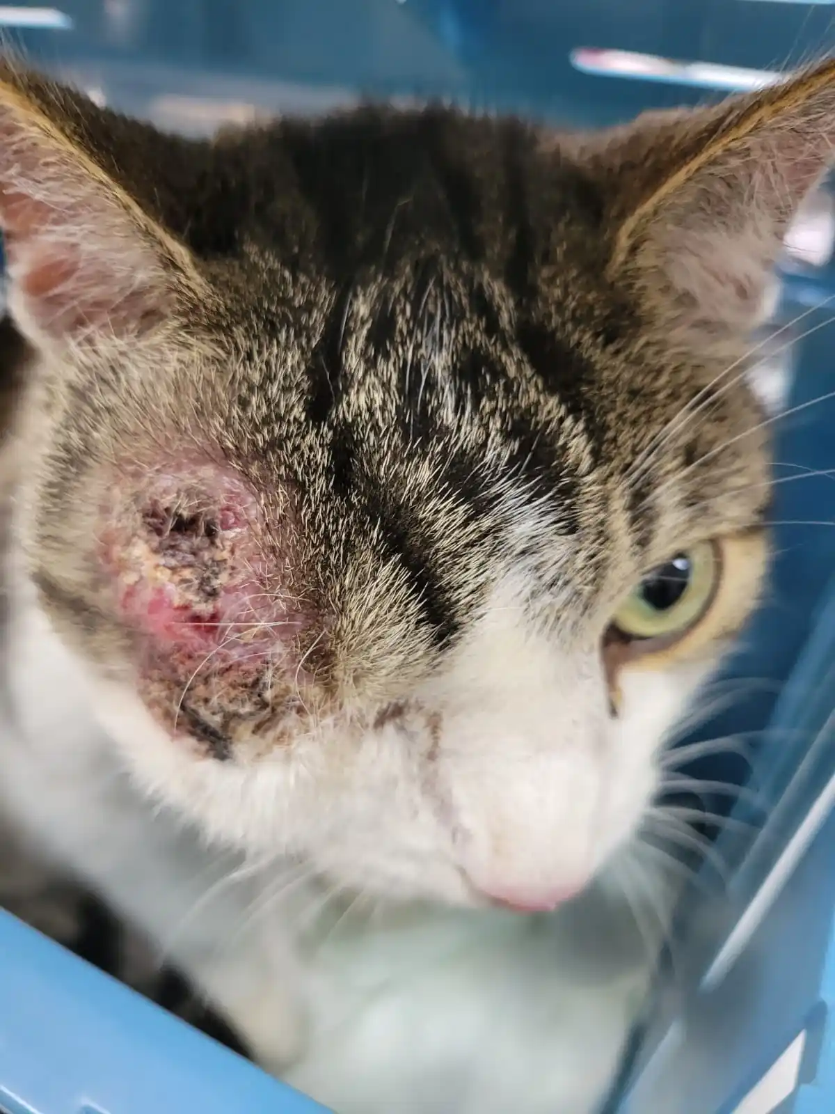 Image from Tierrettung Untermain News: 🆘❌ Katze mit Verletzung, Wenigumstadt: Die Melder berichteten von e...