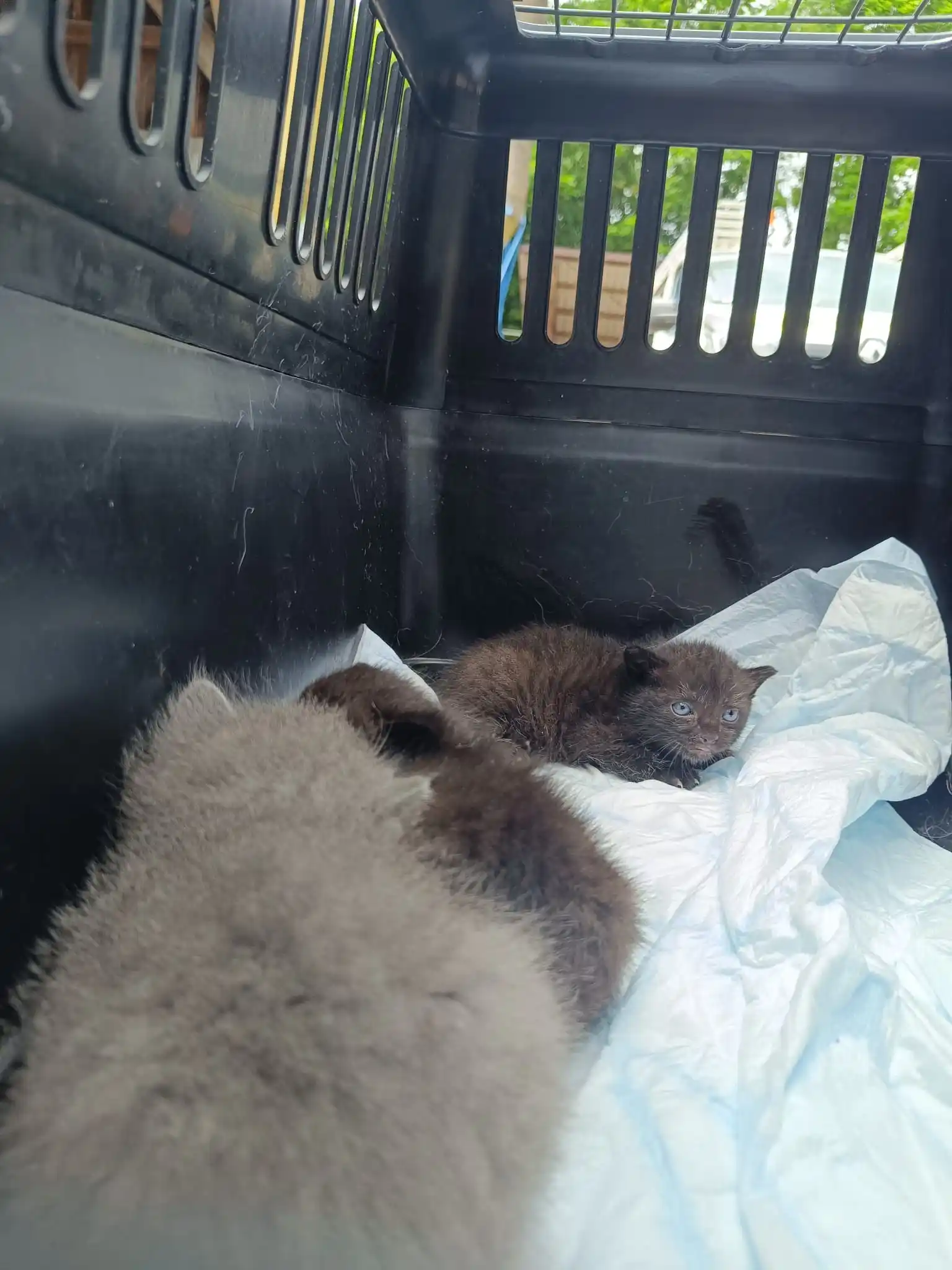 Image from Tierrettung Untermain News: 🆘❌ Mutterkatze mit Kitten, Hösbach: Ein Mitarbeiter vom Bauhof in H...