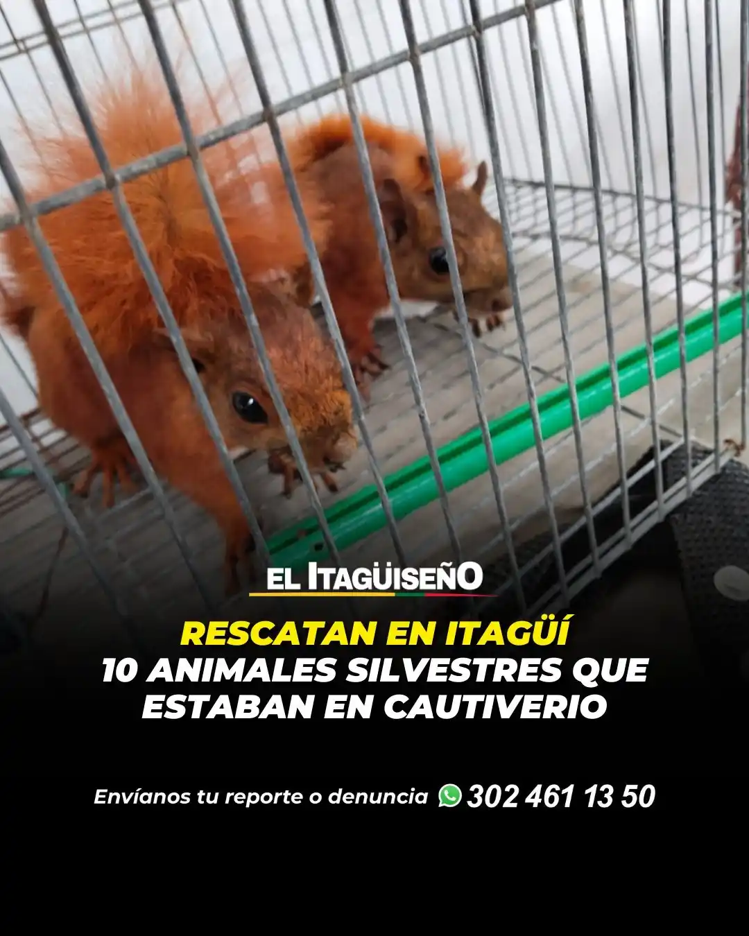 Image from Noticias Metropolitana: *Rescatan en Itagüí 10 animales silvestres que estaban en cautiverio* ...