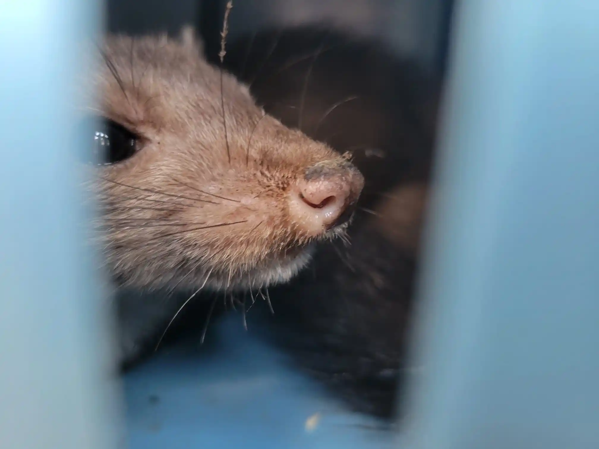Image from Tierrettung Untermain News: 🆘❌ verletzter Marder, Aschaffenburg: Im Rossmarkt wurde uns ein hum...