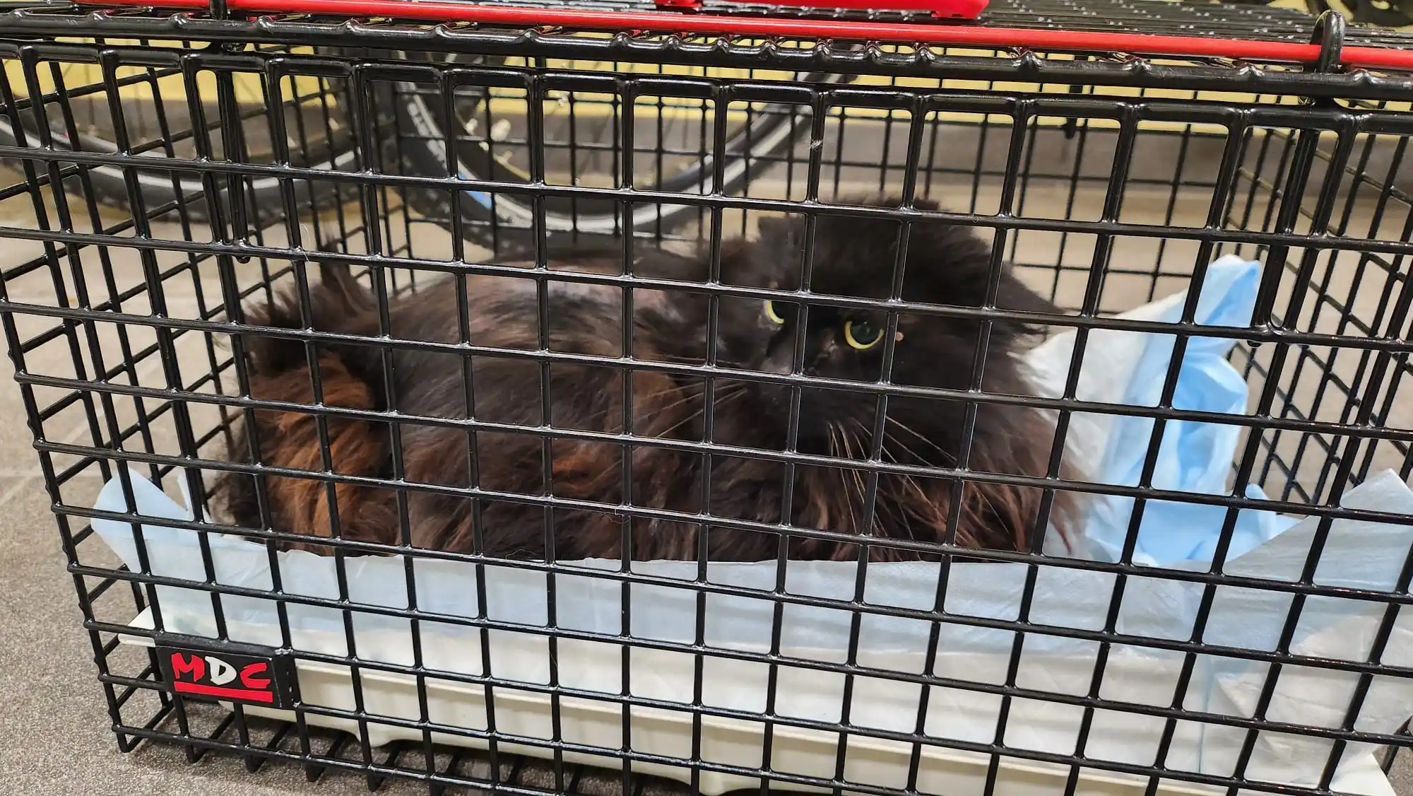 Image from Tierrettung Untermain News: 🆘❌ verunfallte Katze, zwischen Geiselbach und Hofstädten: Die Poliz...