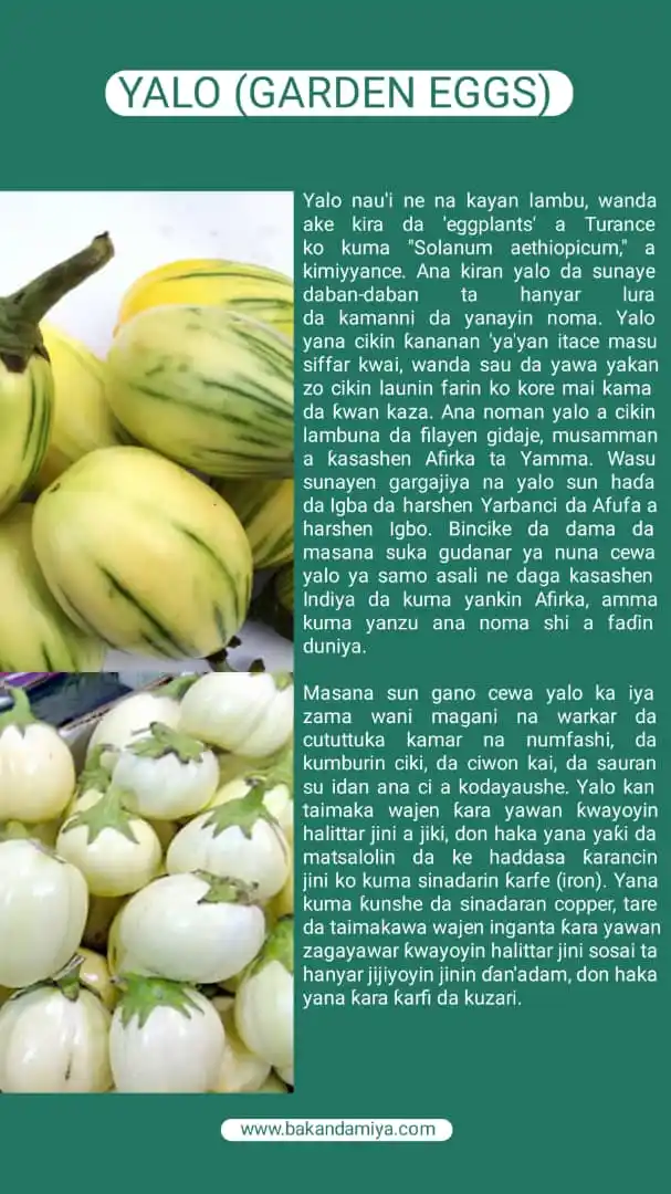 Image from Bakandamiya Encyclopaedia: Akwai nau'ikan yalo a sassa daban-daban na Afrika da sauran yankuna, d...